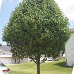 Arbor Day-Themed Speech and Language Activities