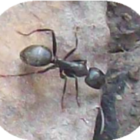 ant, bug